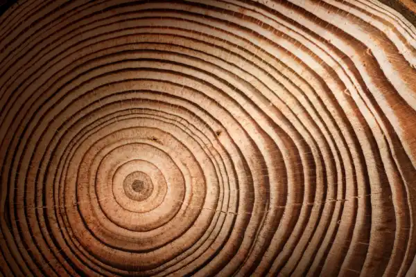 Tree rings representing personal growth and life transitions counselling at Blue Shores Counselling in Collingwood and Stayner.