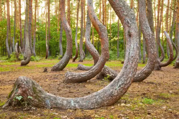 A forest of uniquely shaped trees symbolizing diverse ways of thinking, growth, and individuality. Blue Shores Counselling offers ADHD and neurodiversity counselling in Collingwood and Stayner, Ontario, supporting individuals in understanding their strengths, improving focus and emotional regulation, and building strategies to thrive in everyday life.
